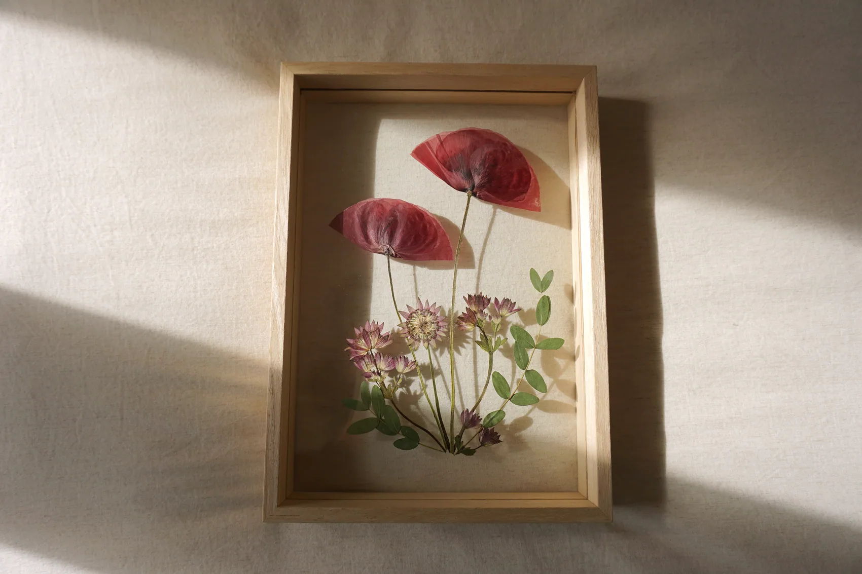 Cuadro botánico con amapolas prensadas