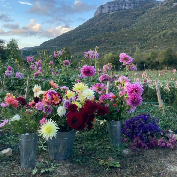 Cultivo floral de Herbaria en el Valle de Arce